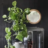 EPIPREMNUM Горшечное растение, Эпипремнум золотистый, 12 см — фото 3