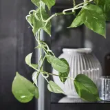 EPIPREMNUM Горшечное растение, Эпипремнум золотистый, 12 см — фото 4