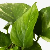 EPIPREMNUM Горшечное растение, Эпипремнум золотистый, 12 см — фото 5
