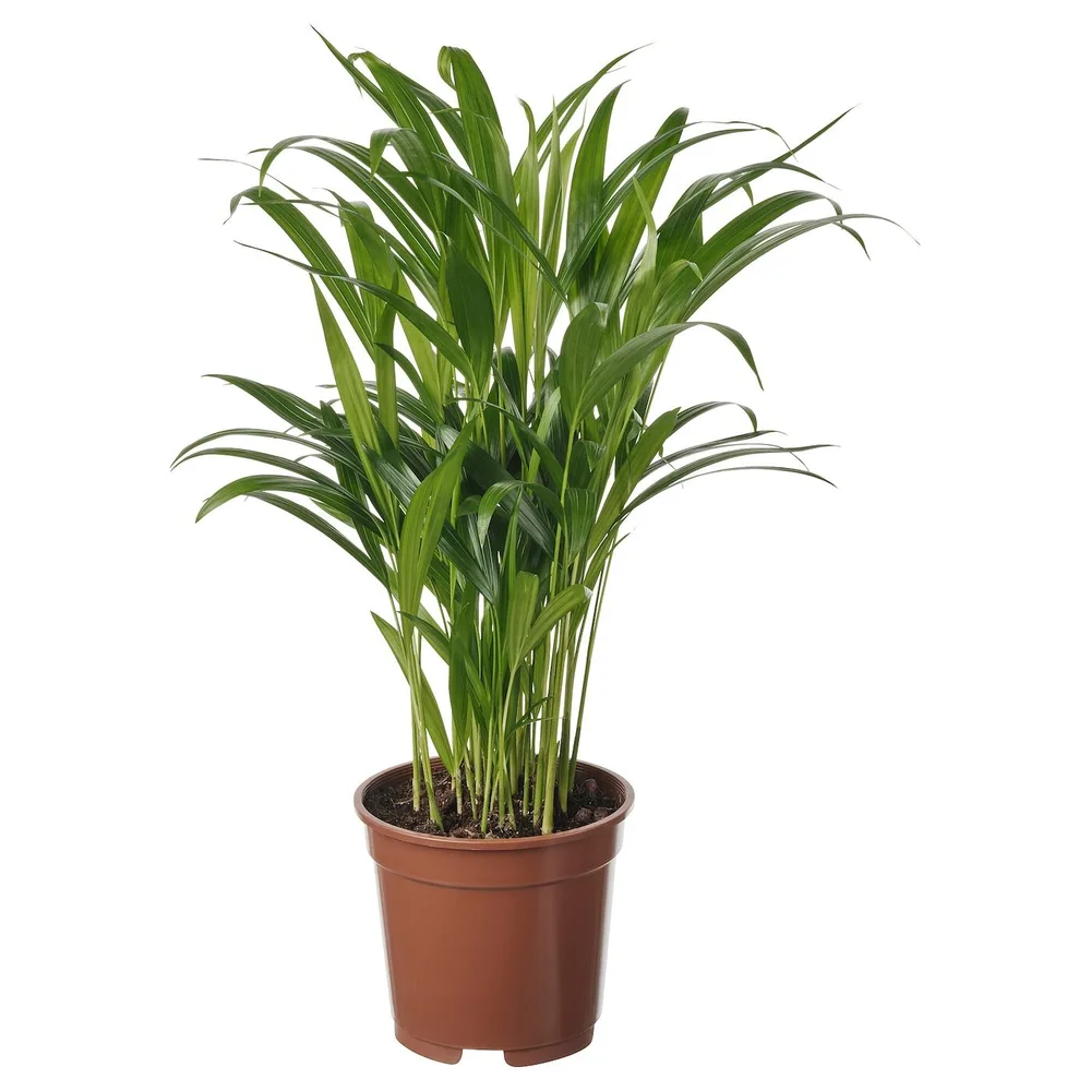 DYPSIS LUTESCENS Горшечное растение, пальма Арека, 17 см