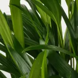 DYPSIS LUTESCENS Горшечное растение, пальма Арека, 17 см — фото 2