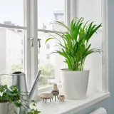 DYPSIS LUTESCENS Горшечное растение, пальма Арека, 17 см — фото 3
