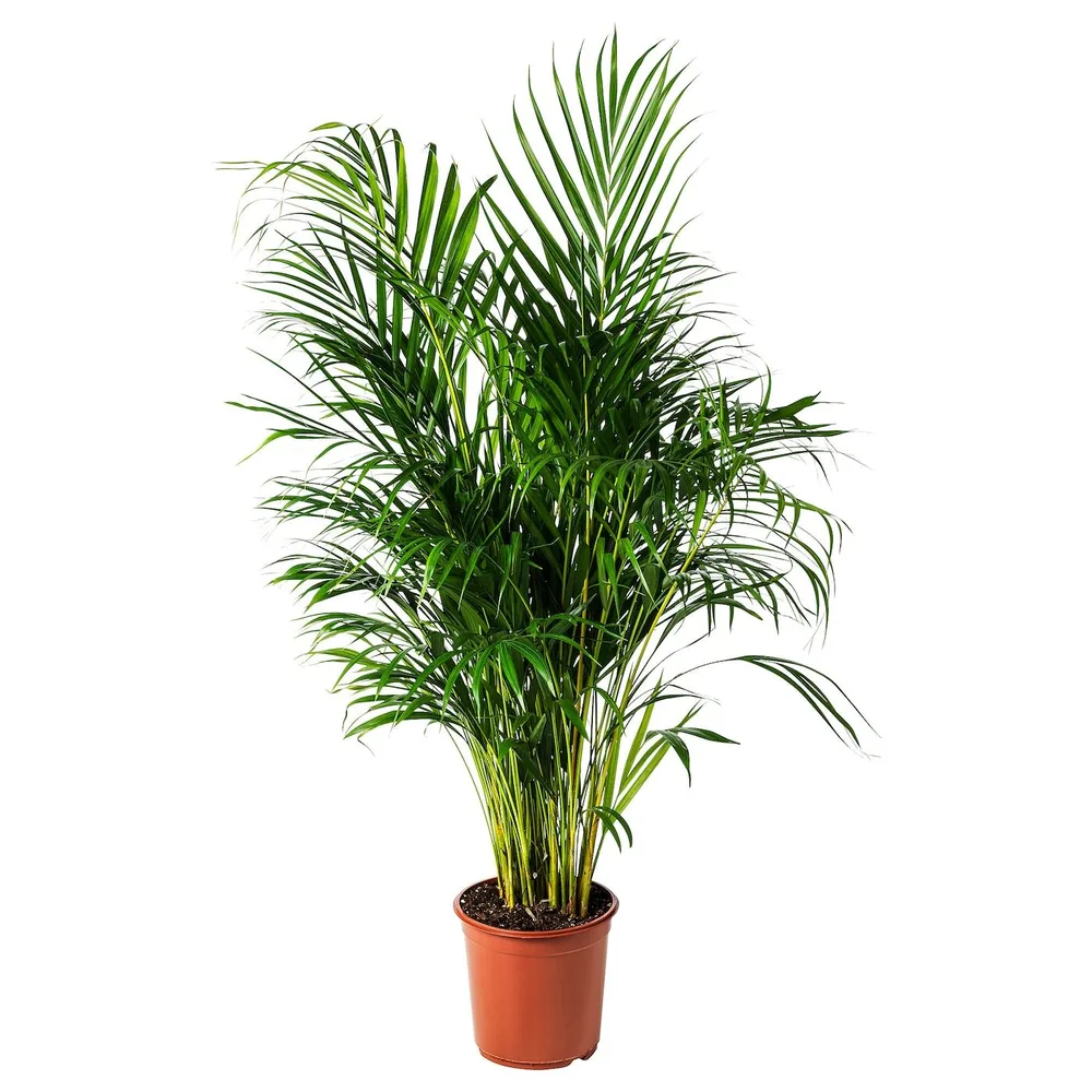 DYPSIS LUTESCENS Горшечное растение, пальма Арека, 24 см