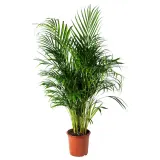 DYPSIS LUTESCENS Горшечное растение, пальма Арека, 24 см — фото 1
