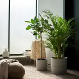DYPSIS LUTESCENS Горшечное растение, пальма Арека, 24 см — фото 2