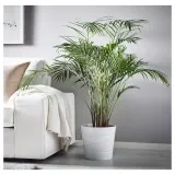DYPSIS LUTESCENS Горшечное растение, пальма Арека, 24 см — фото 4
