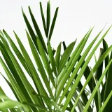 DYPSIS LUTESCENS Горшечное растение, пальма Арека, 24 см — фото 5