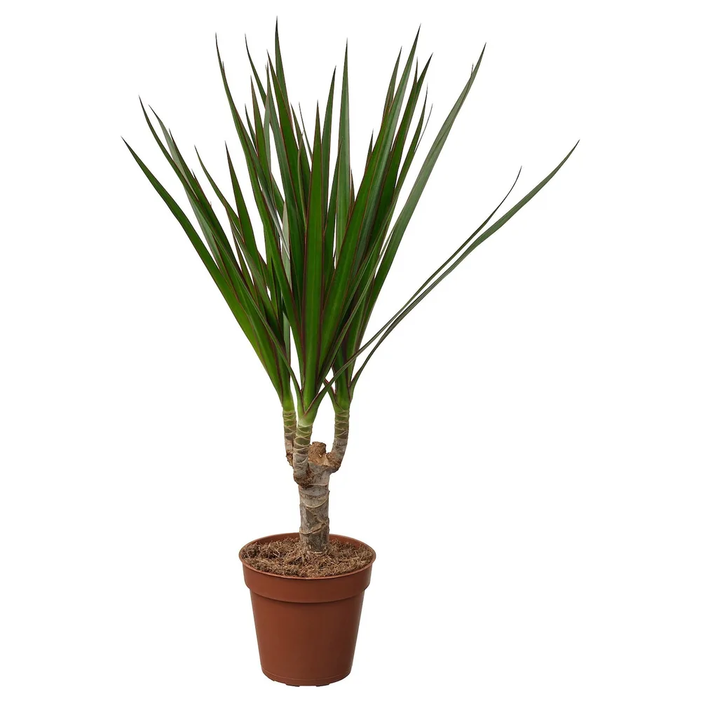 DRACAENA MARGINATA Горшечное растение, Драконово дерево, 9 см