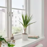 DRACAENA MARGINATA Горшечное растение, Драконово дерево, 9 см — фото 2