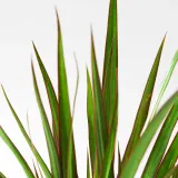 DRACAENA MARGINATA Горшечное растение, Драконово дерево, 9 см — фото 3