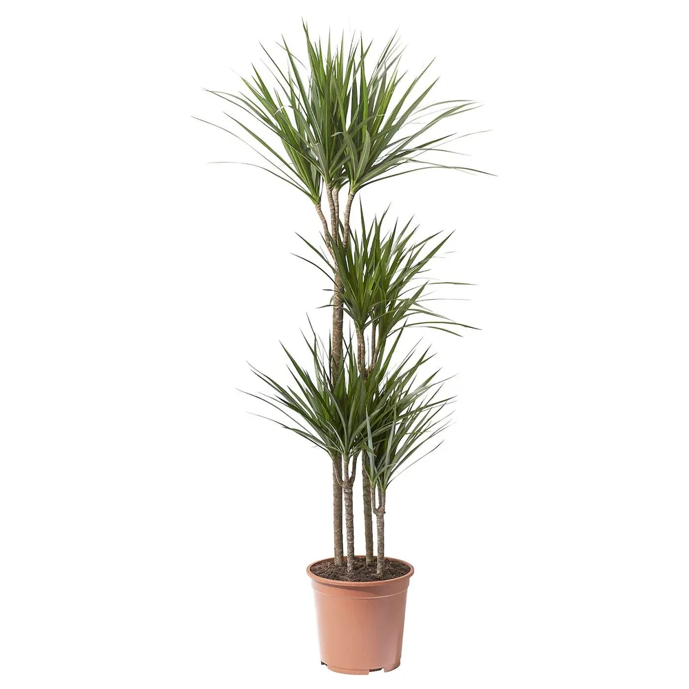 DRACAENA MARGINATA Горшечное растение, Драконово дерево/4 стебля, 27 см