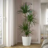 DRACAENA MARGINATA Горшечное растение, Драконово дерево/4 стебля, 27 см — фото 2