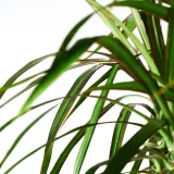 DRACAENA MARGINATA Горшечное растение, Драконово дерево/4 стебля, 27 см — фото 3