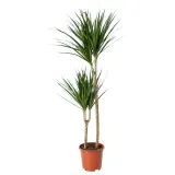 DRACAENA MARGINATA Горшечное растение, Драконово дерево/2 стебля, 19 см — фото 1