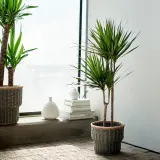 DRACAENA MARGINATA Горшечное растение, Драконово дерево/2 стебля, 19 см — фото 2