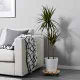 DRACAENA MARGINATA Горшечное растение, Драконово дерево/2 стебля, 19 см — фото 3