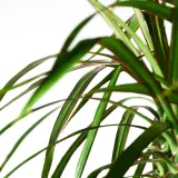 DRACAENA MARGINATA Горшечное растение, Драконово дерево/2 стебля, 19 см — фото 4