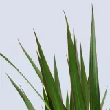 DRACAENA MARGINATA Горшечное растение, Драконово дерево/2 стебля, 19 см — фото 5