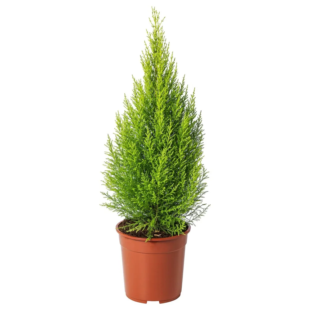 CUPRESSUS MACROCARPA Горшечное растение, кипарис, 24 см