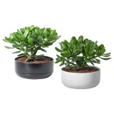 CRASSULA OVATA Растение с горшком, Денежное дерево/различные цвета, 22 см — фото 1