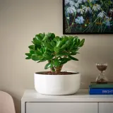 CRASSULA OVATA Растение с горшком, Денежное дерево/различные цвета, 22 см — фото 2