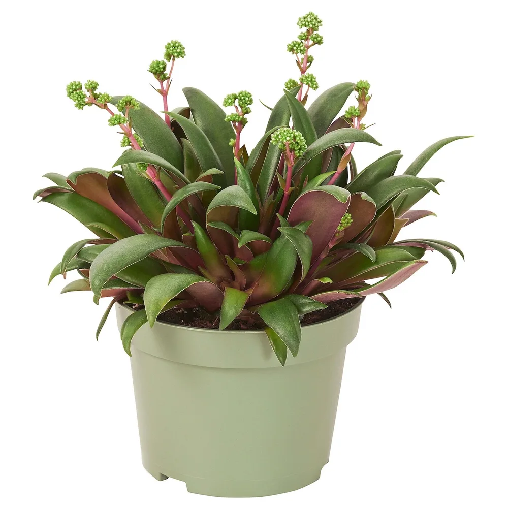 CRASSULA ORBINCULARIS Горшечное растение, crassula orbicularis, 11 см