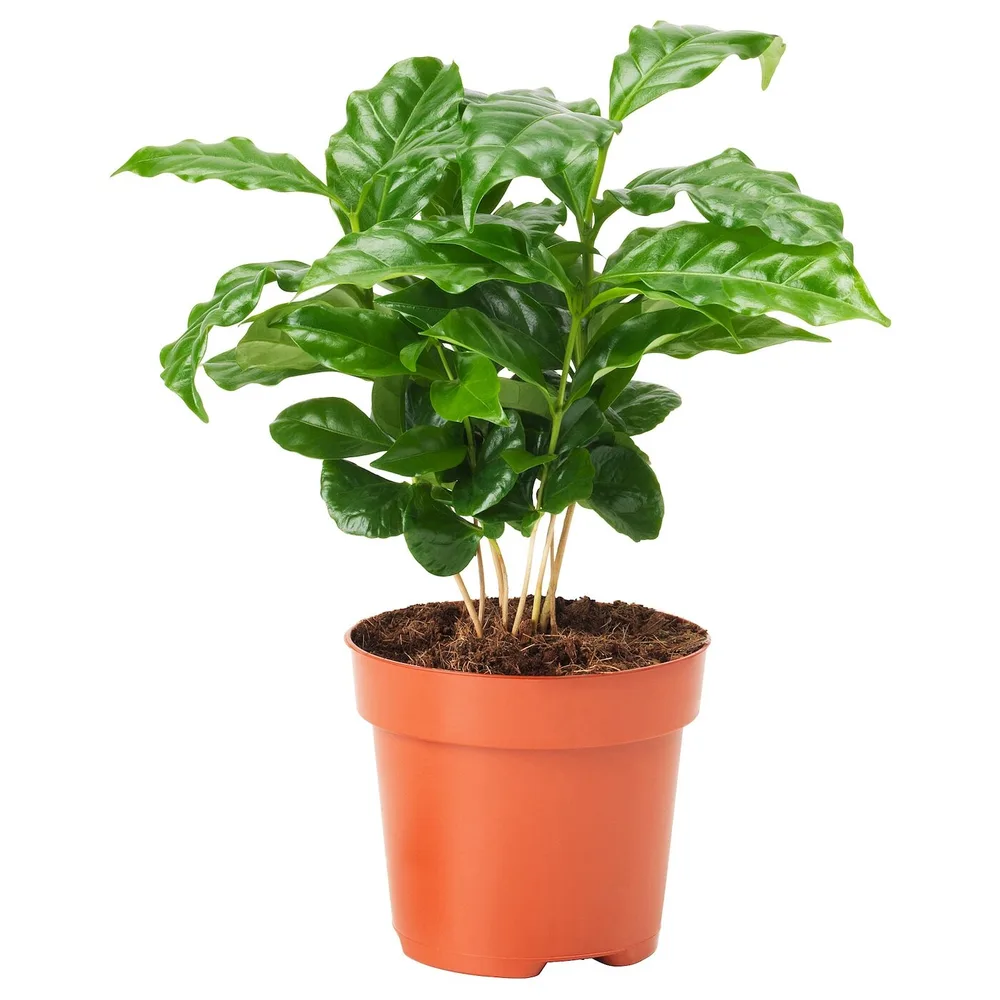 COFFEA ARABICA Горшечное растение, кофе, 9 см