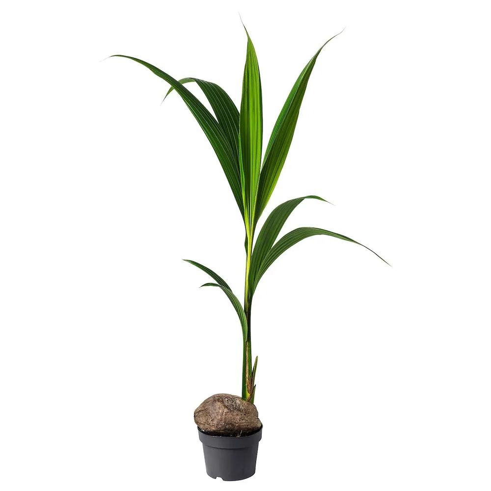 COCOS NUCIFERA Горшечное растение, кокос, 19 см