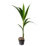 COCOS NUCIFERA Горшечное растение, кокос, 19 см — фото 1