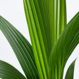 COCOS NUCIFERA Горшечное растение, кокос, 19 см — фото 2