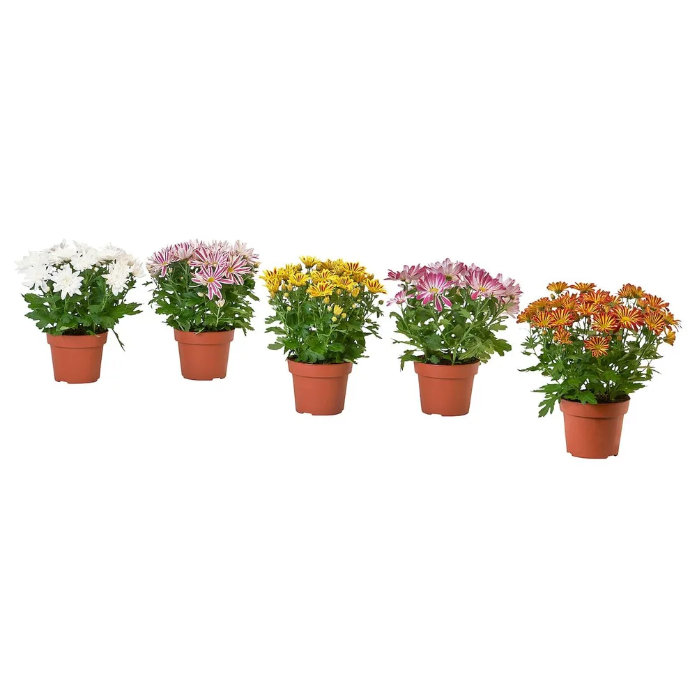 CHRYSANTHEMUM Горшечное растение, хризантемы разных цветов, 15 см