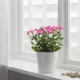 CHRYSANTHEMUM Горшечное растение, хризантемы разных цветов, 15 см — фото 4