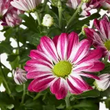CHRYSANTHEMUM Горшечное растение, хризантемы разных цветов, 15 см — фото 5