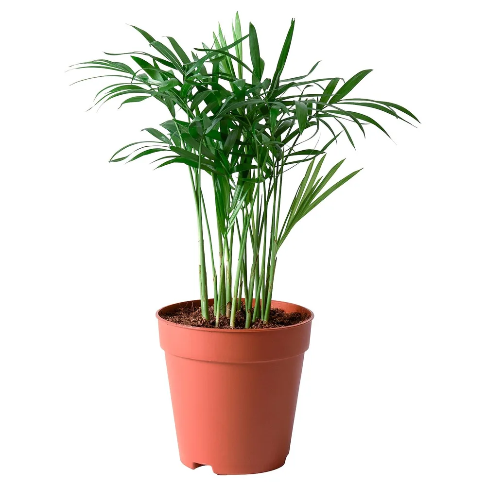 CHAMAEDOREA ELEGANS Горшечное растение, лаунж-пальма, 9 см