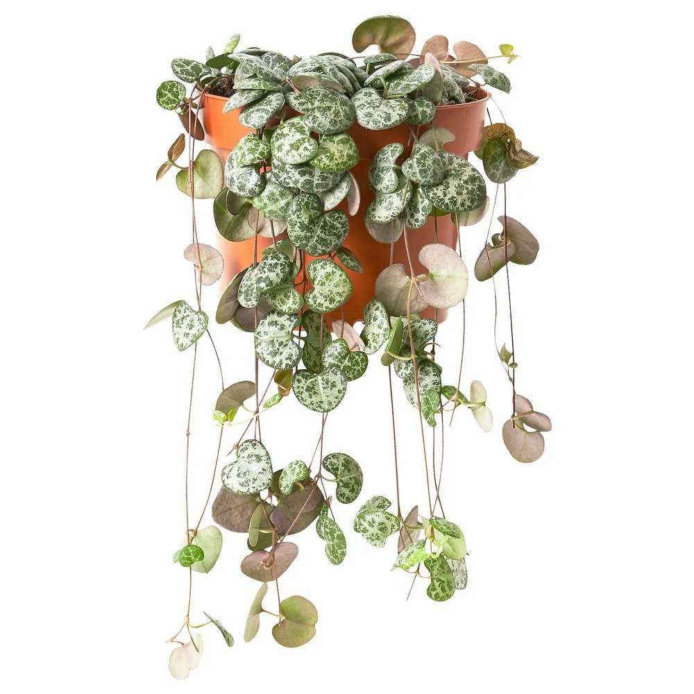 CEROPEGIA WOODII Горшечное растение, Цепочка сердец, 12 см