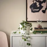 CEROPEGIA WOODII Горшечное растение, Цепочка сердец, 12 см — фото 2