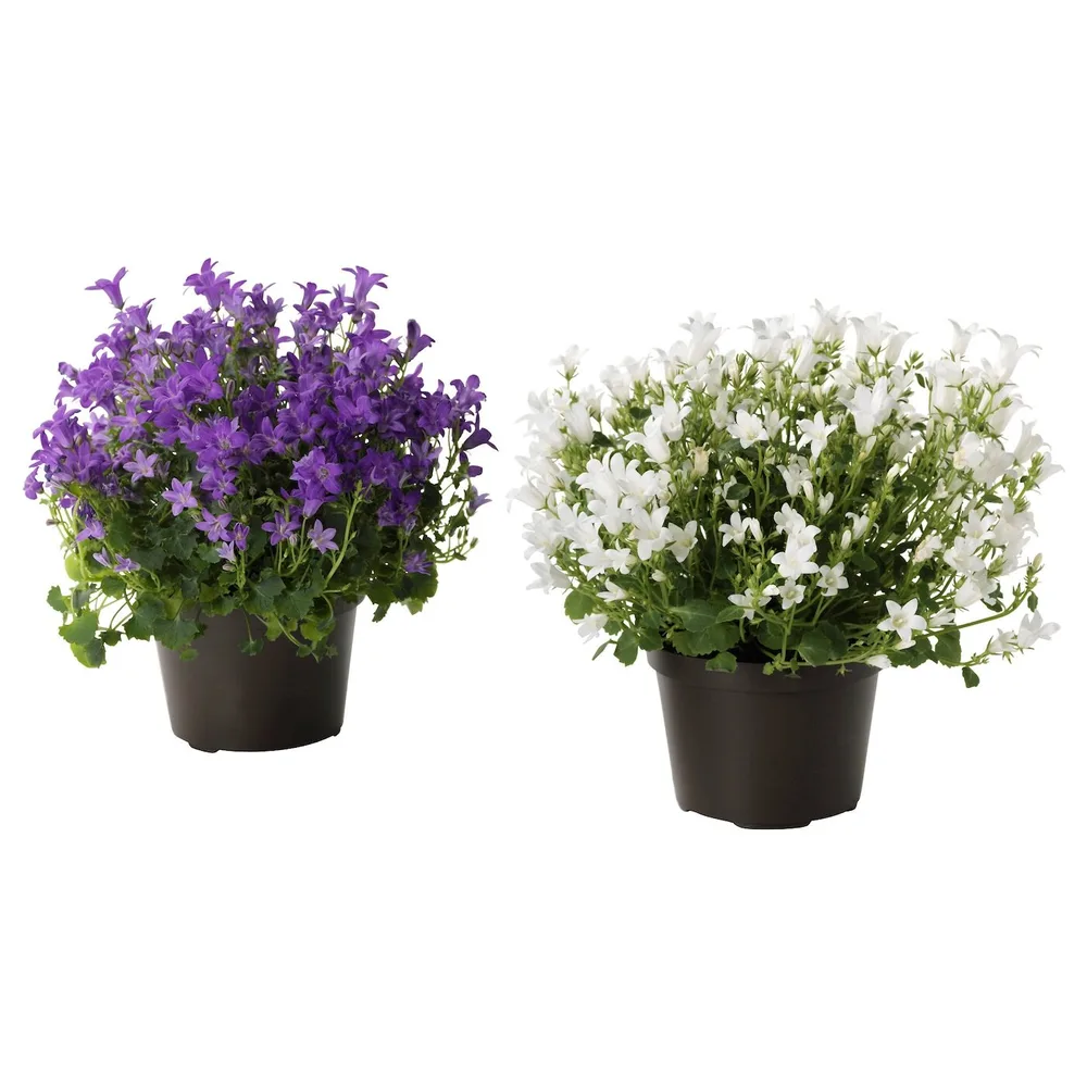 CAMPANULA PORTENSCHLAGIANA Горшечное растение, Колокольчик, 10,5 см