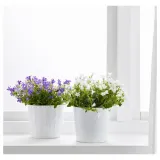 CAMPANULA PORTENSCHLAGIANA Горшечное растение, Колокольчик, 10,5 см — фото 2