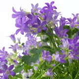 CAMPANULA PORTENSCHLAGIANA Горшечное растение, Колокольчик, 10,5 см — фото 4