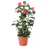 CAMELLIA JAPONICA Горшечное растение, камелия, 17 см — фото 1