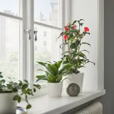 CAMELLIA JAPONICA Горшечное растение, камелия, 17 см — фото 2