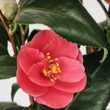 CAMELLIA JAPONICA Горшечное растение, камелия, 17 см — фото 4