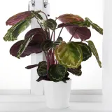 CALATHEA Горшечное растение, калатея/сорт, 19 см — фото 3