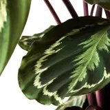 CALATHEA Горшечное растение, калатея/сорт, 19 см — фото 4