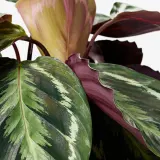 CALATHEA Горшечное растение, калатея/сорт, 19 см — фото 5