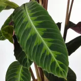 CALATHEA Горшечное растение, калатея/сорт, 19 см — фото 6