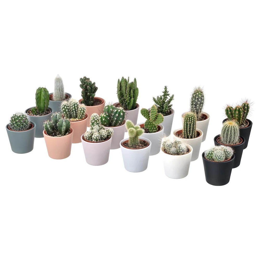 CACTACEAE Растение с горшком, Кактус/разные, 6 см 3 шт.