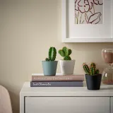 CACTACEAE Растение с горшком, Кактус/разные, 6 см 3 шт. — фото 2