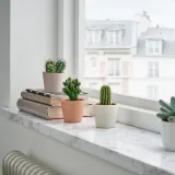 CACTACEAE Растение с горшком, Кактус/разные, 6 см 3 шт. — фото 3