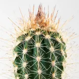 CACTACEAE Растение с горшком, Кактус/разные, 6 см 3 шт. — фото 5